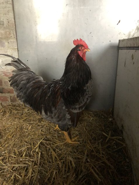 Barnevelder acajou a double liseré bleu