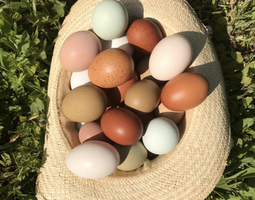 Œufs féconder futur poule au œuf de couleur