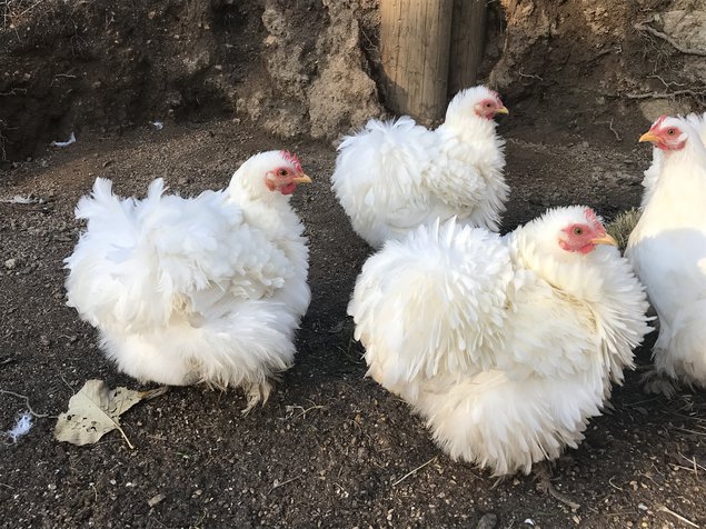 Oeufs fécondés Pekins blanches lisses et frises