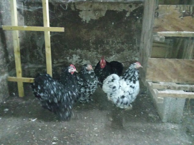 Bantam de Pékin noir caillouté blanc