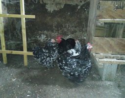 Bantam de Pékin noir caillouté blanc