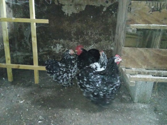 Bantam de Pékin noir caillouté blanc