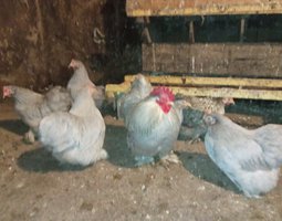 Bantam de Pékin gris perle