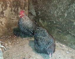 Bantam de Pékin coucou