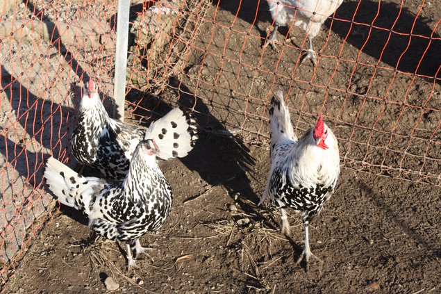 OEUF DE POULE HAMBOURG