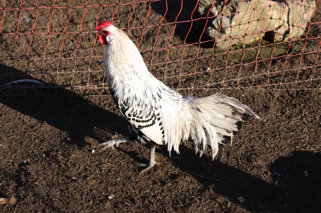 OEUF DE POULE HAMBOURG