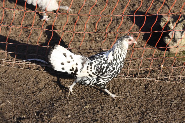 OEUF DE POULE HAMBOURG