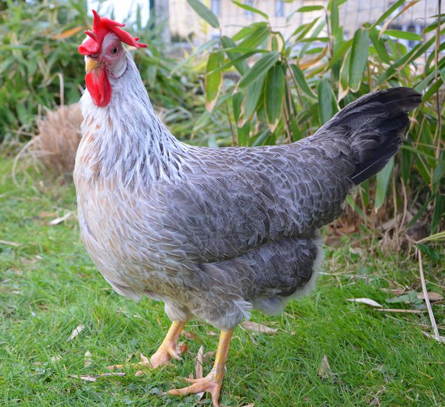 oeuf leghorn opal