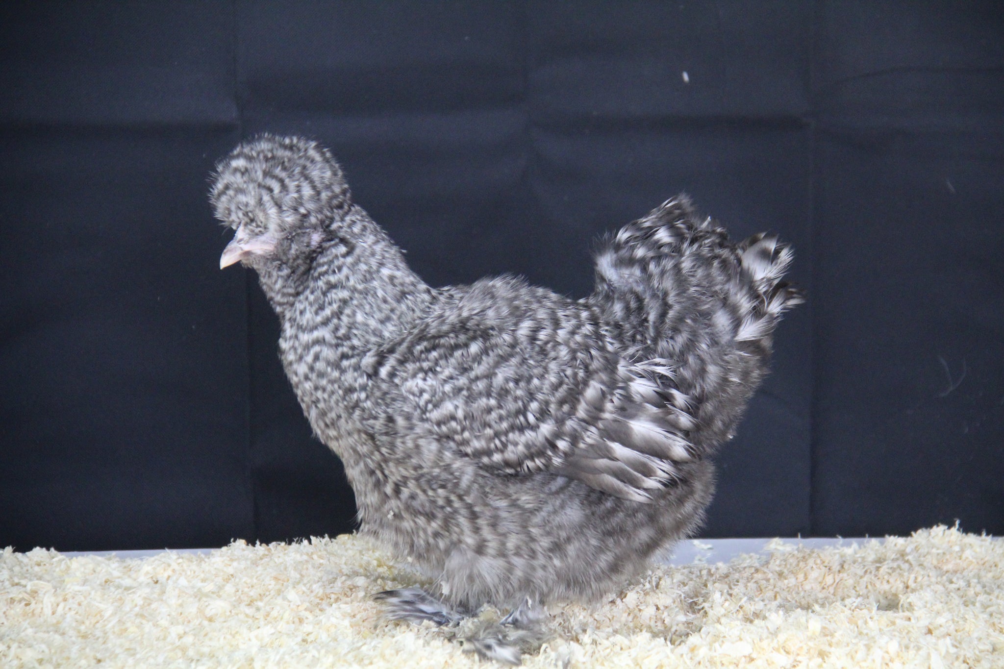 Œufs poule de soie coucou CocoEco
