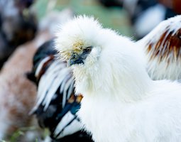 Oeufs fécondés poule soie blanche