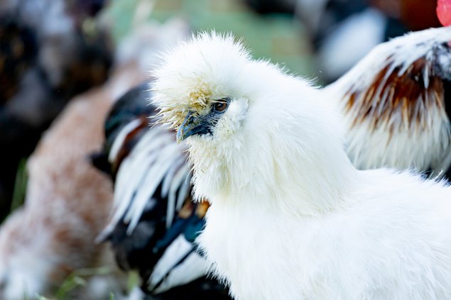 Oeufs fécondés poule soie blanche