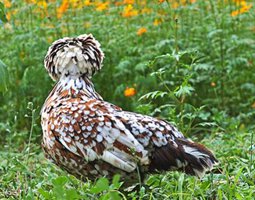 oeuf padou tricolore