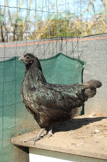 Ayam cemani