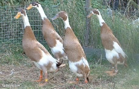 Oeufs fécondés de coureur indien panaché