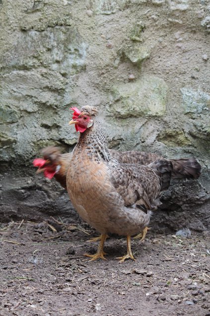 Oeufs fécondés Cream Legbar