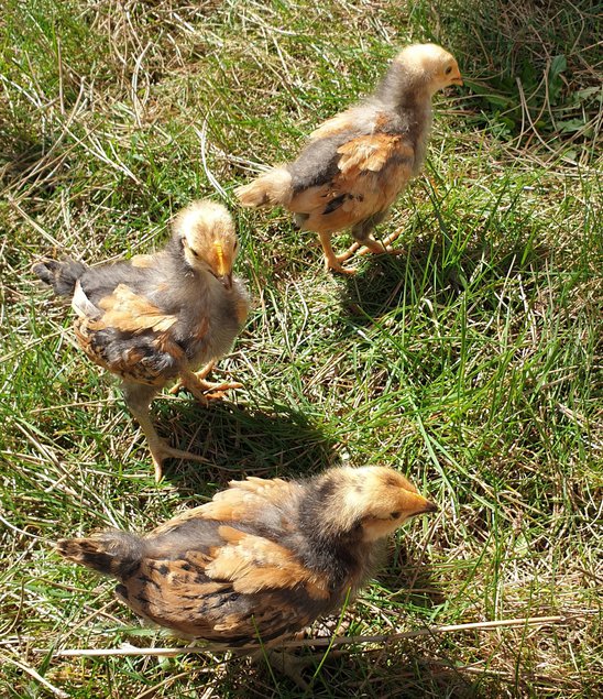 Oeufs fécondés Vorwerk grande race