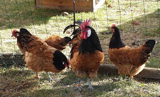 Oeufs fécondés Vorwerk grande race