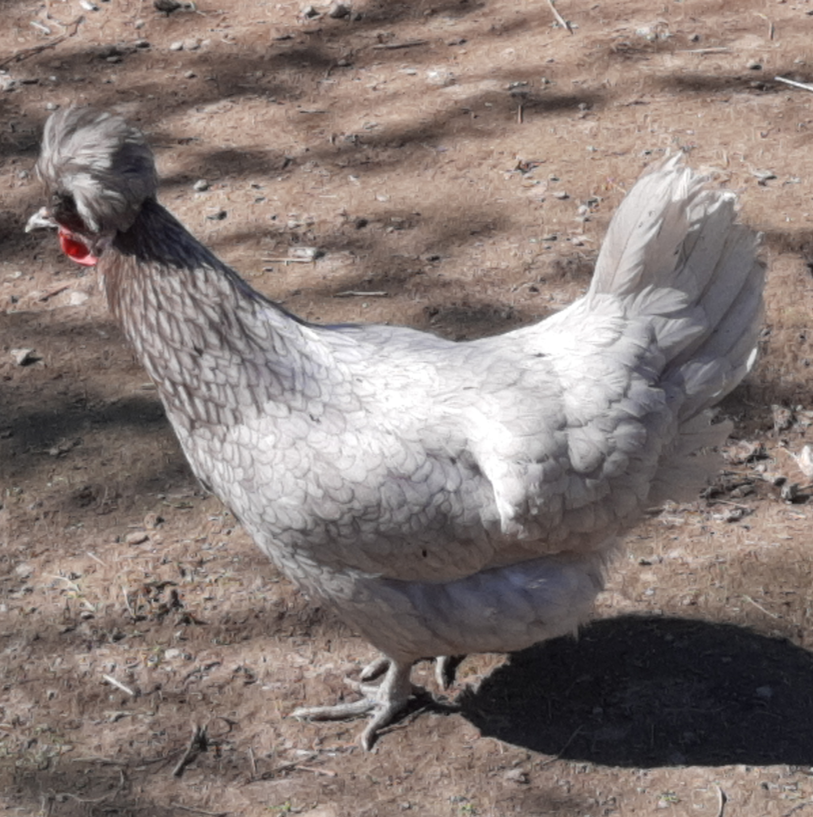 LE MERLERAULT bleu CocoEco