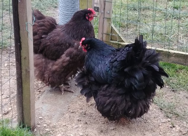 Oeufs Orpington noir et bleu