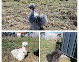 silkies et showgirl