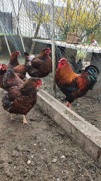 Oeufs fécondés Wyandotte dorée à liseré noir GR