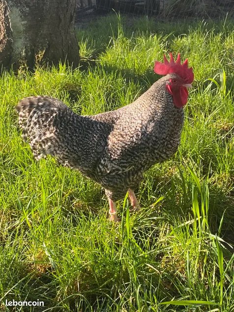 Oeufs fécondés de Coucou de Rennes