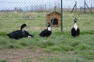 Canard de Duclair