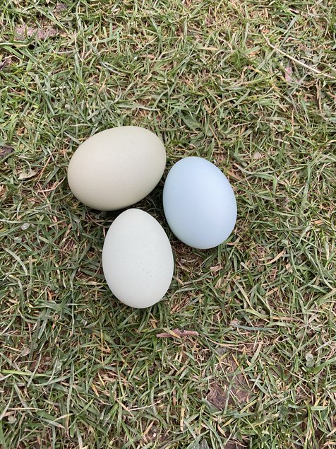 Panier d’œuf fécondés assortiment de vert bleu kaki blanc.