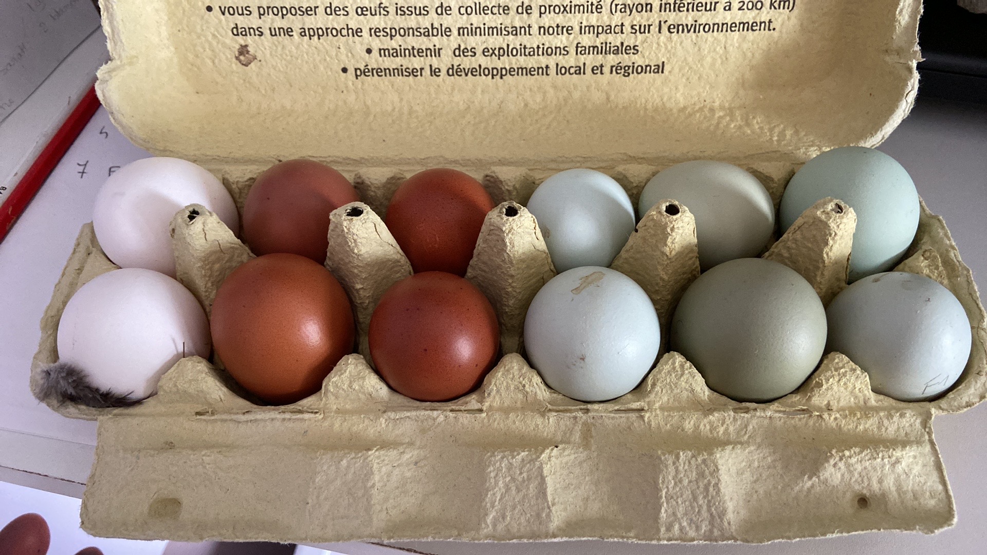 Œufs fécondés à couver. Panier coloré. Marans leghorn f1 f2 cream — free download