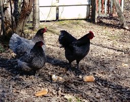 Australorp naine bleues