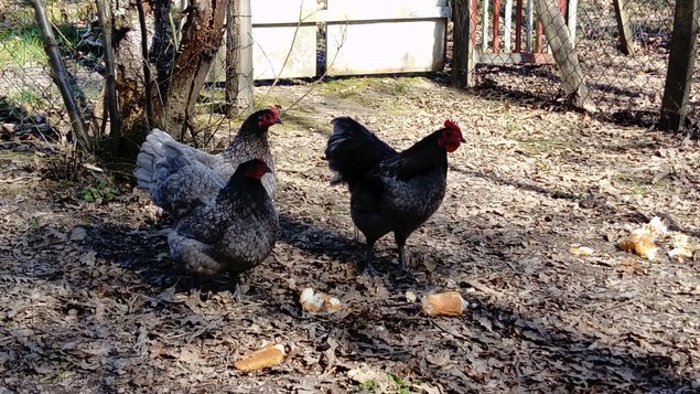 Australorp naine bleues