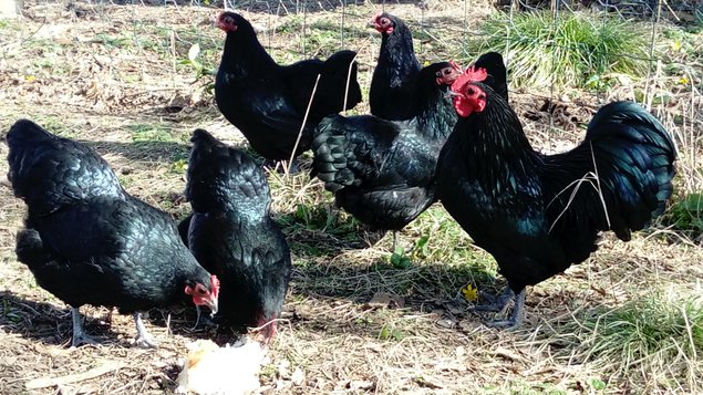 Australorps Naines noires