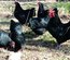 Australorps Naines noires