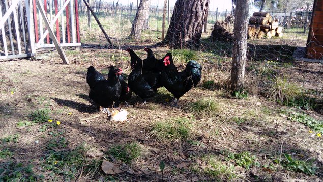 Australorps Naines noires