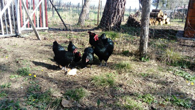 Australorps Naines noires