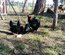 Australorps Naines noires