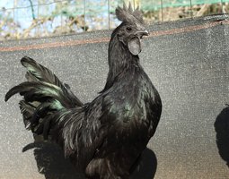 Ayam cemani