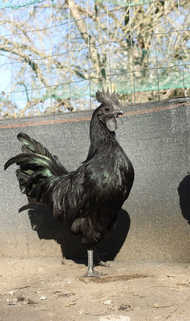 Ayam cemani