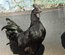 Ayam cemani