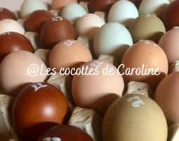 Pack de 12 oeufs colorés surprise (Mélange Olive et Easter eggers, Dorking, Marans)