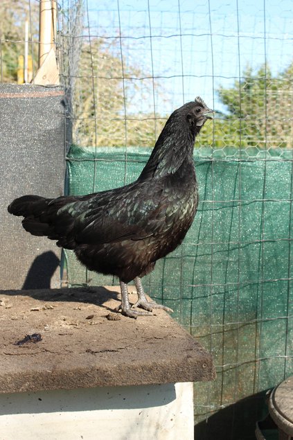 Ayam cemani