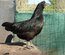 Ayam cemani