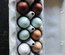 Mélange de 12 œufs colorés
