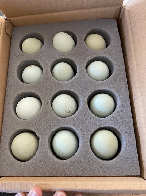 Panier d’œuf fécondés assortiment de vert bleu kaki blanc.