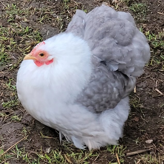 Oeuf à couver Pékin bobtail