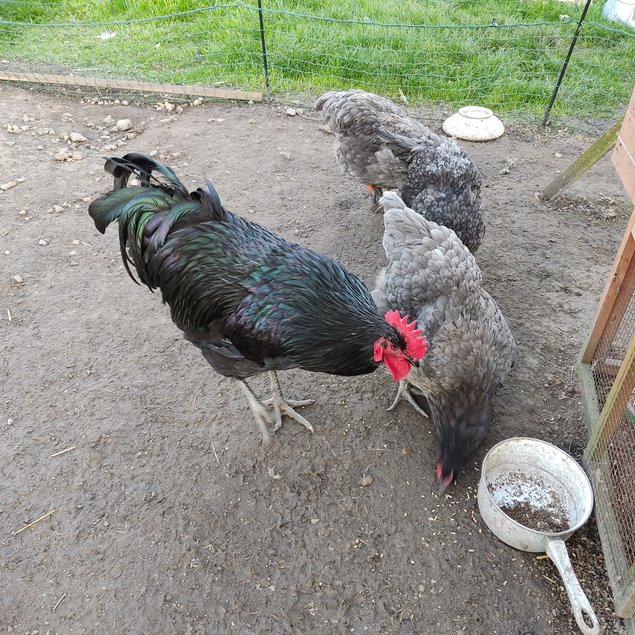 Oeufs fécondés Géante de Jersey