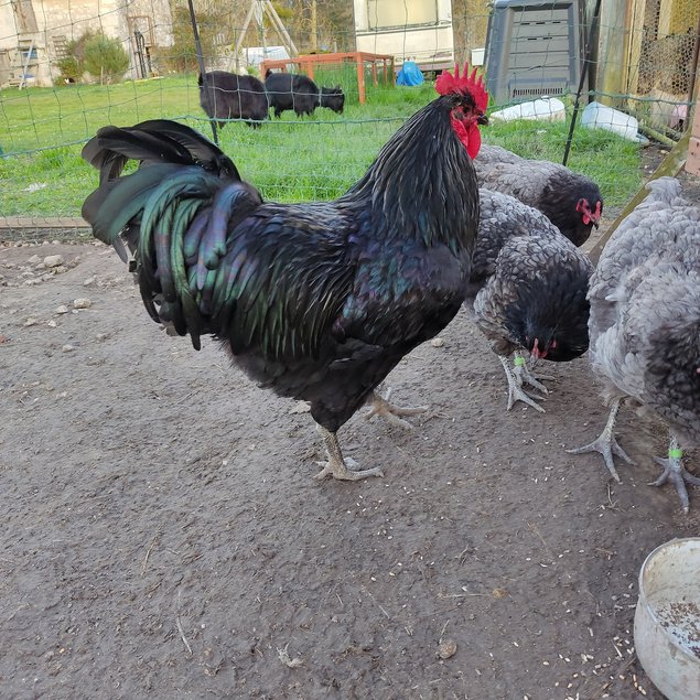 Oeufs fécondés Géante de Jersey