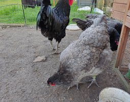 Oeufs fécondés Géante de Jersey