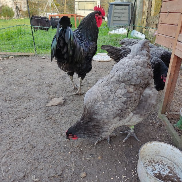 Oeufs fécondés Géante de Jersey