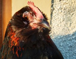 (LVDC) Œufs Olive Egger's (Kaki)